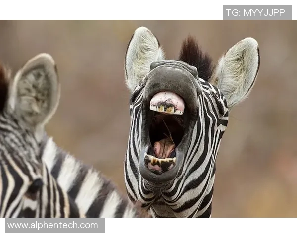 足球明星化身动物奇想：他们会选择成为哪种动物展现独特魅力